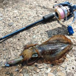 エギング絶好調！